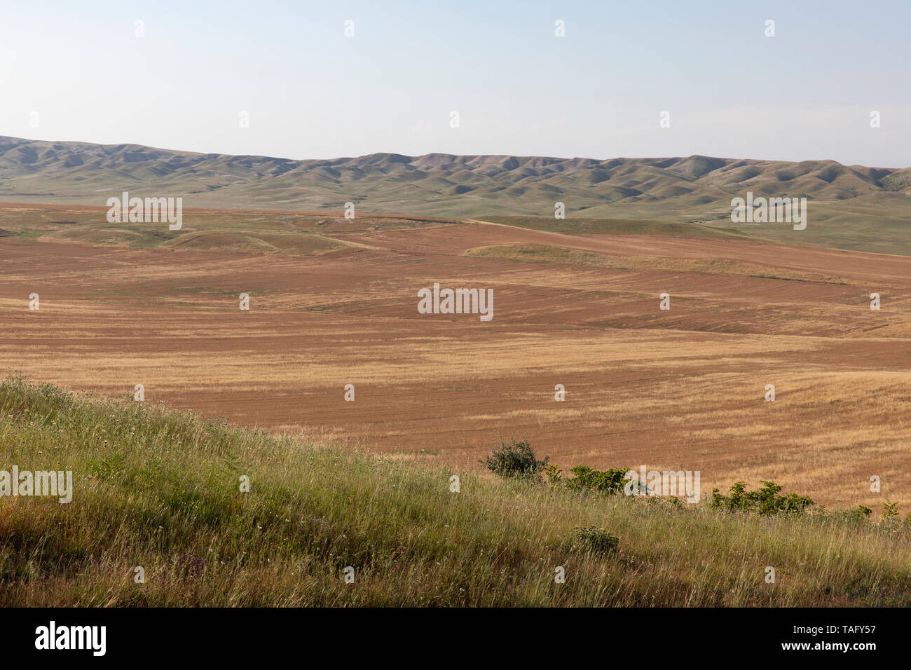 Grain plain in eastern Stock Photo Alamy