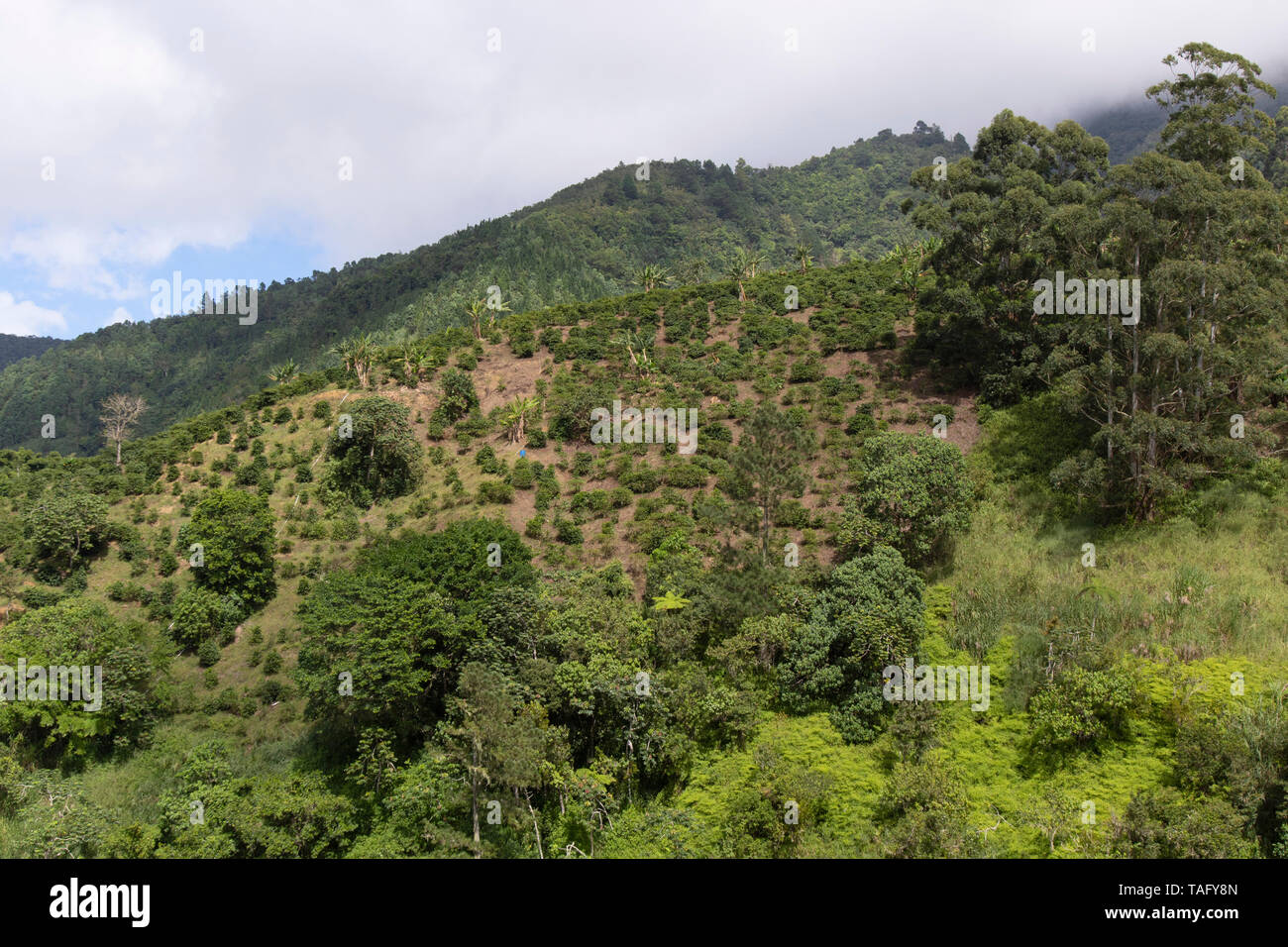 Blue Mountain coffee plantation, Jamaica Stock Photo Alamy
