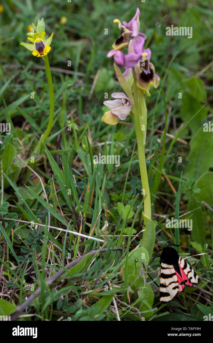Hebe Tiger Moth (Eucharia festiva) with Sawfly Orchid (Ophrys tenthredinifera) and Ophrys (Ophrys sicula), Peloponnese, Greece. Stock Photo