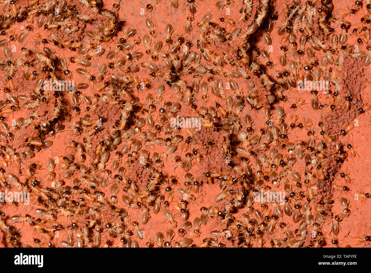 Termites (Isoptera sp), Karijini National Park, WA, Australia Stock ...