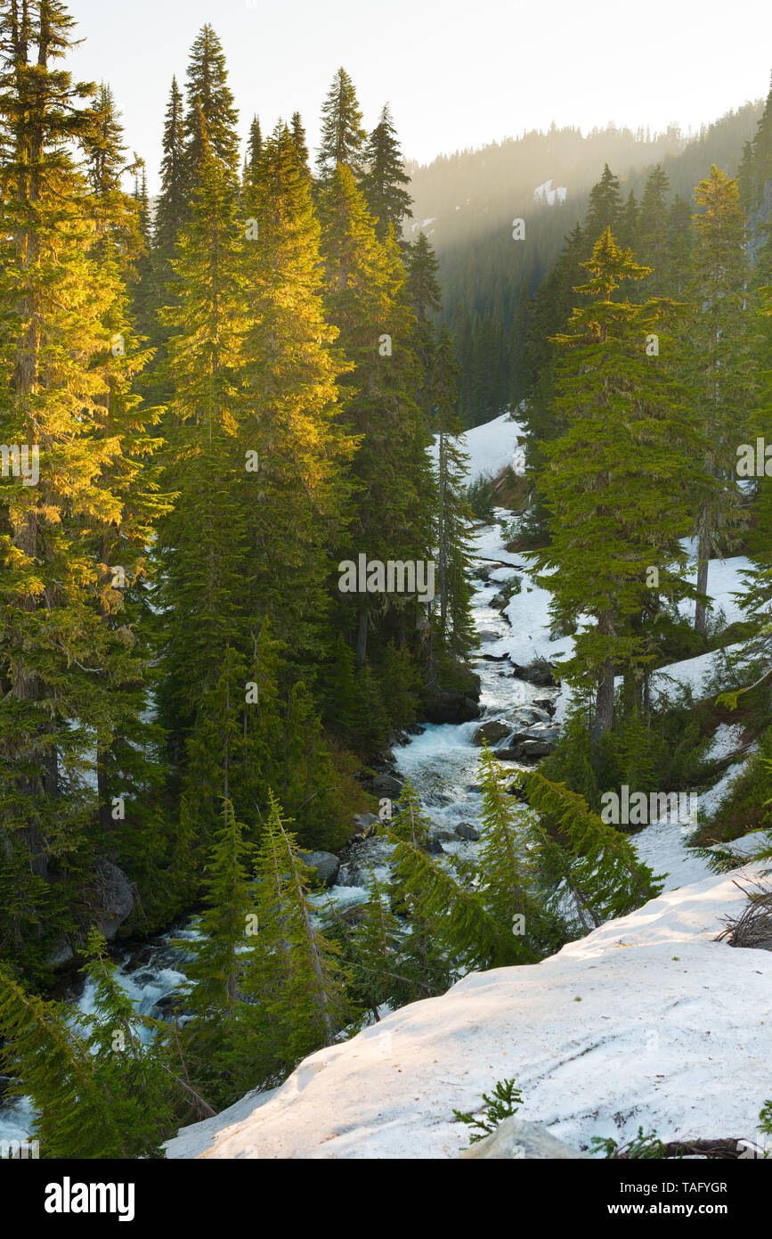 Paradise River at Mount Rainier National Park, Washington State, USA Stock Photo