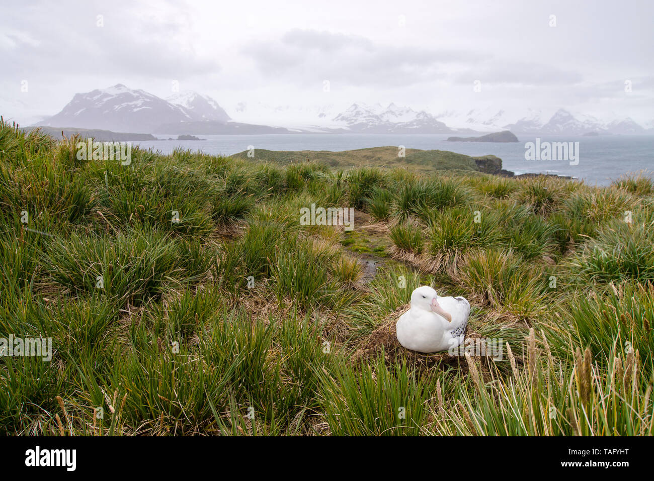 Wandering Albatross (Diomedea exulans) hatching on Prion Island in South Georgia. Stock Photo