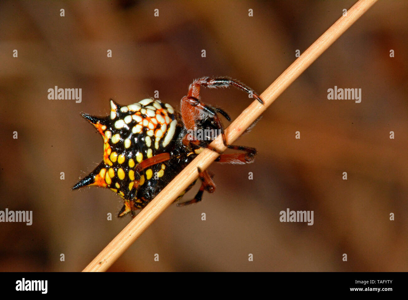 Australian Jewel Spider (Austracantha minax), Yanchep national park, WA