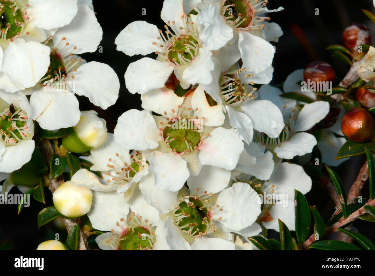 Tantoon (Leptospermum polygalifolium), Sydney, Manly, NGS, Australia Stock Photo
