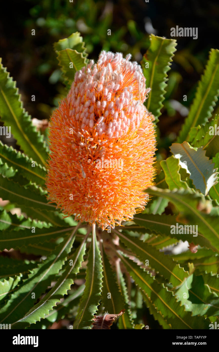Giant Banksia (Banksia grandis), Perth, WA, Australia Stock Photo