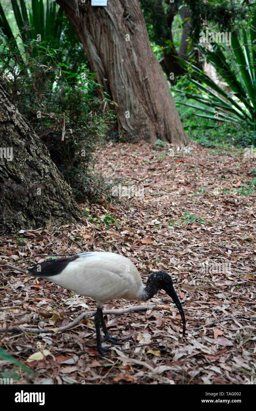 Australian white ibis (Threskiornis Threskiornis moluccus), Sydney, NGS, Australia Stock Photo
