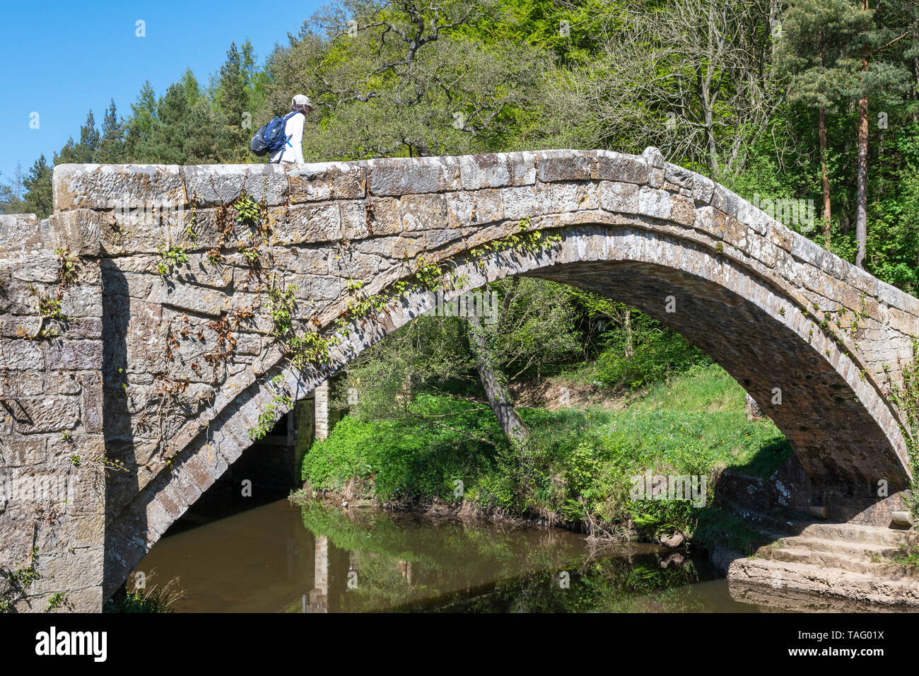 Crossing an early (1619) post-medieval pack-horse bridge in May 2019, Eskdale, North York Moors, Yorkshire, UK Stock Photo