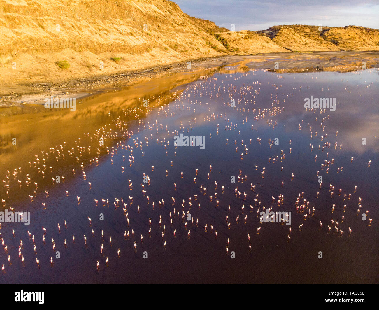 lesser-flamingo-phoeniconaias-minor-lake-magadi-aerial-view-rift