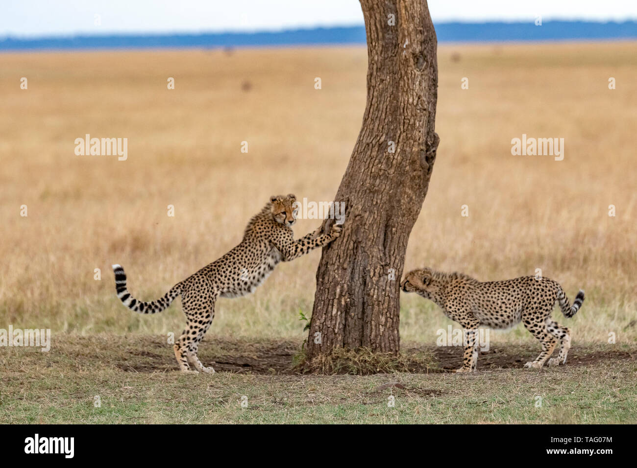 Cheetah (Acinonyx jubatus), young smelling markings on a trunk, Masai-Mara National Reserve, Kenya Stock Photo