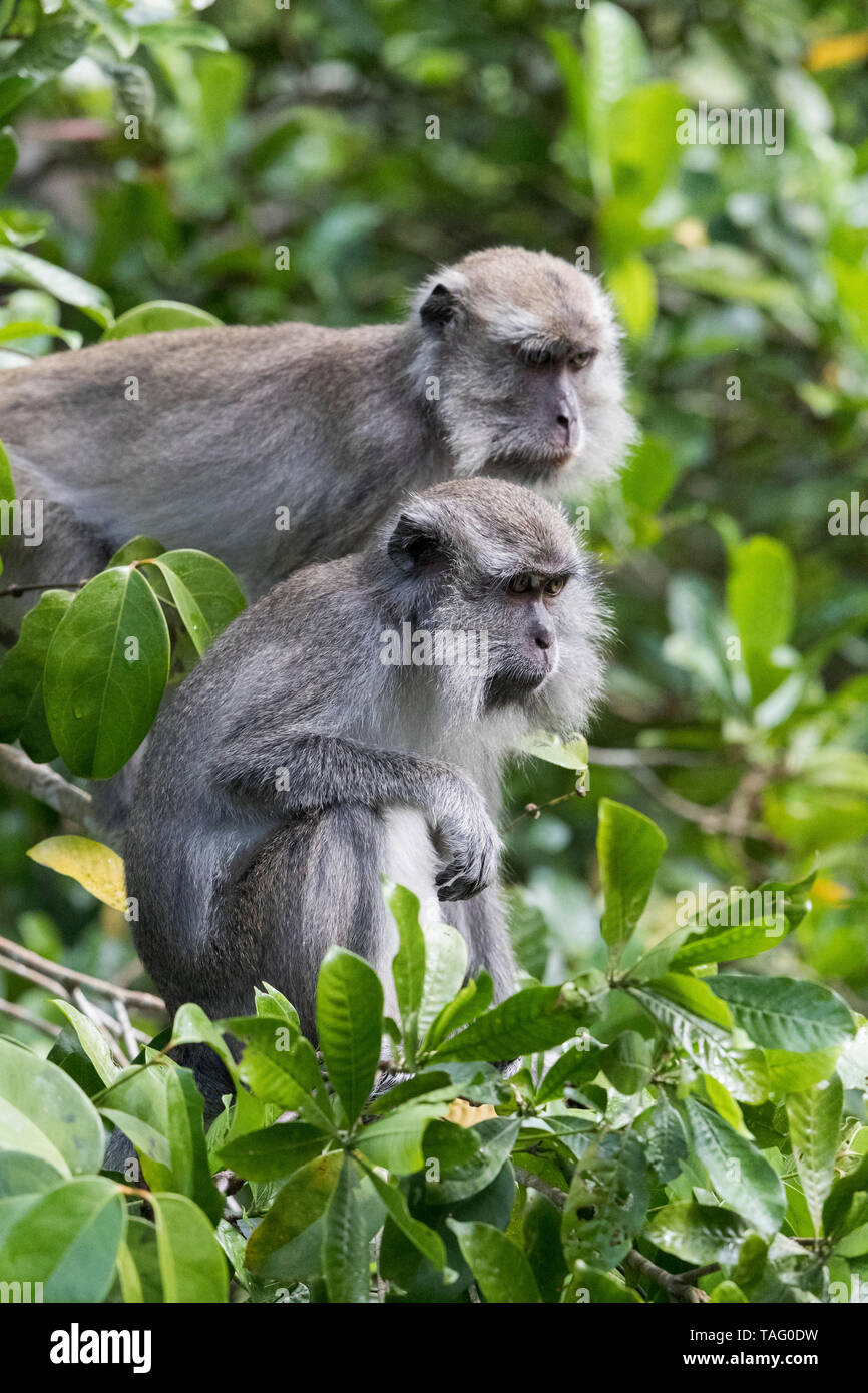 Crab-eating macaque or long-tailed macaque (Macaca fascicularis), in ...