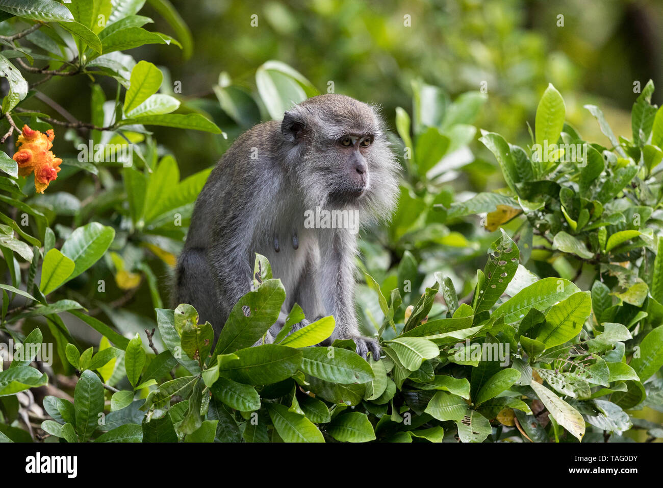 Crab-eating macaque or long-tailed macaque (Macaca fascicularis), in ...