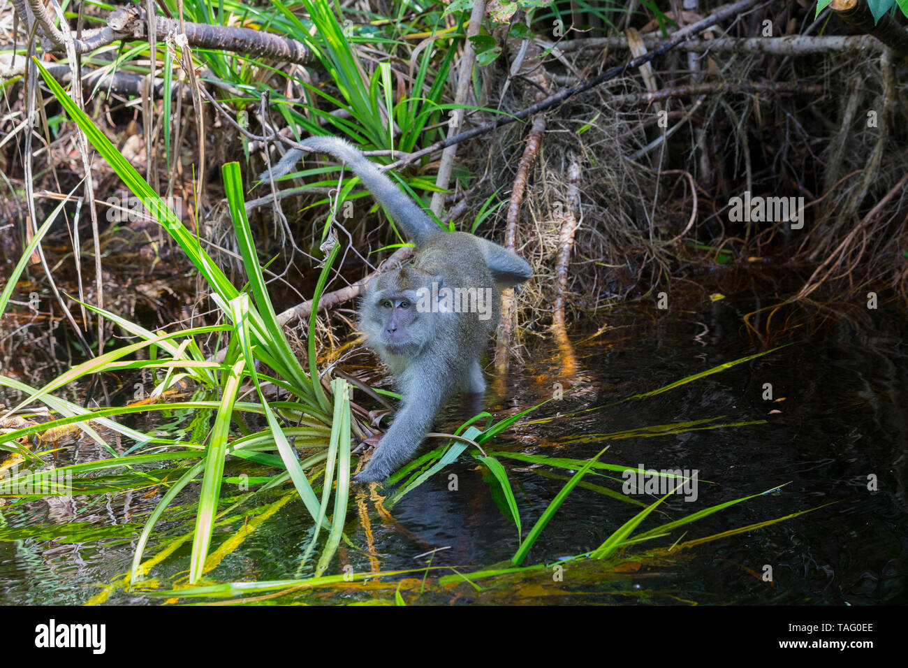 Crabeating macaque or longtailed macaque (Macaca fascicularis), near