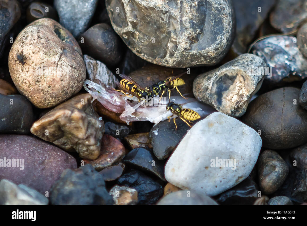 Wasps feed on a dead fish. Stock Photo