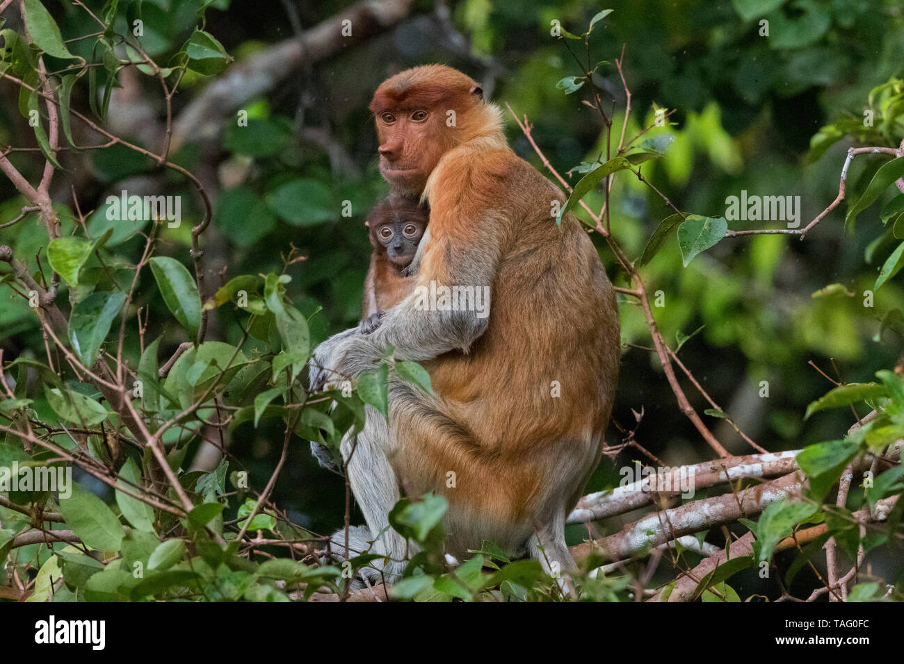 Proboscis Monkey Or Long nosed Monkey Nasalis Larvatus Adult Female proboscis-monkey-or-long-nosed-monkey-nasalis-larvatus-adult-female