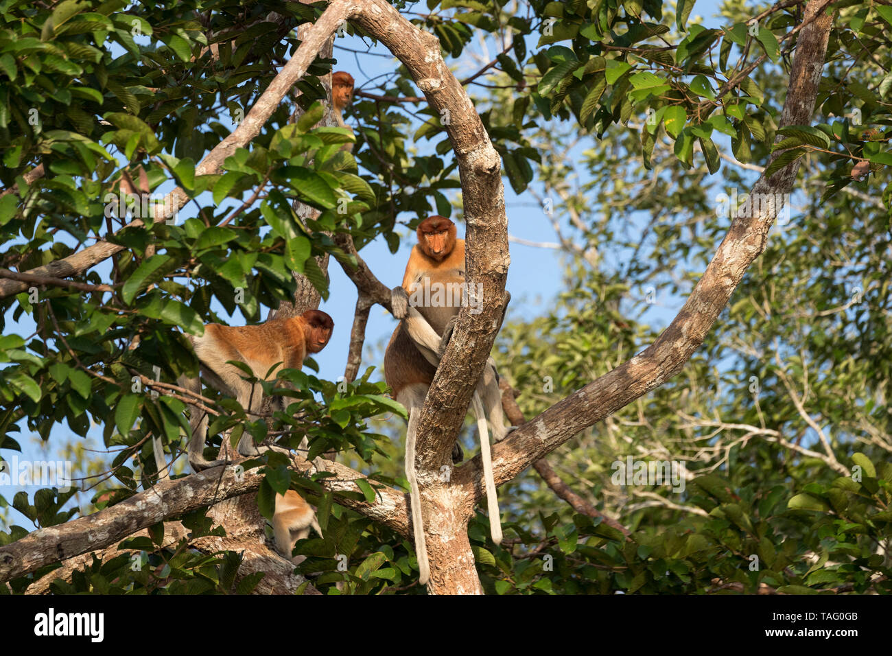 Proboscis monkey or long-nosed monkey (Nasalis larvatus), Tanjung ...