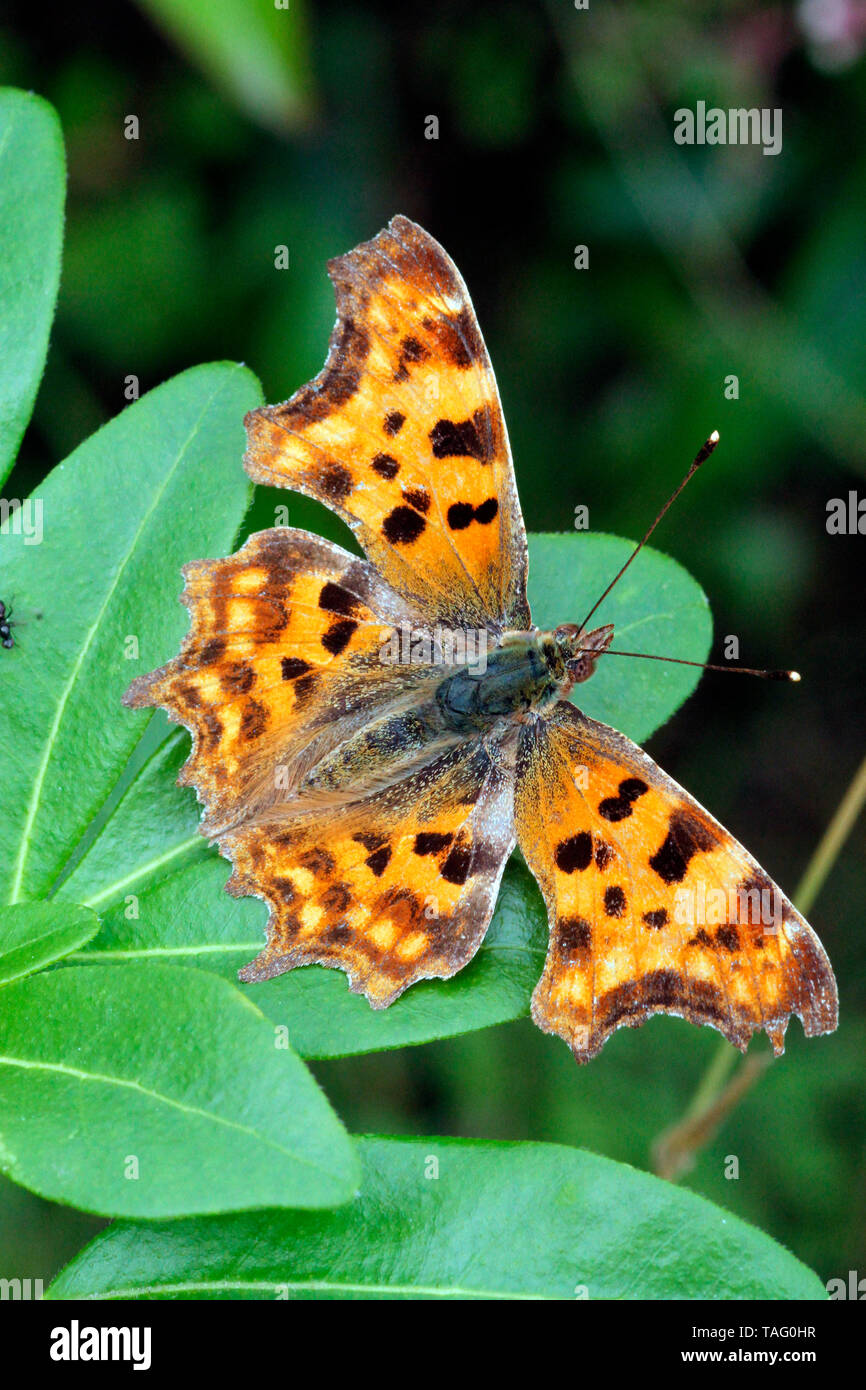 Comma Butterfly (Polygonia c-album) on leaves, Brittany, France Stock Photo