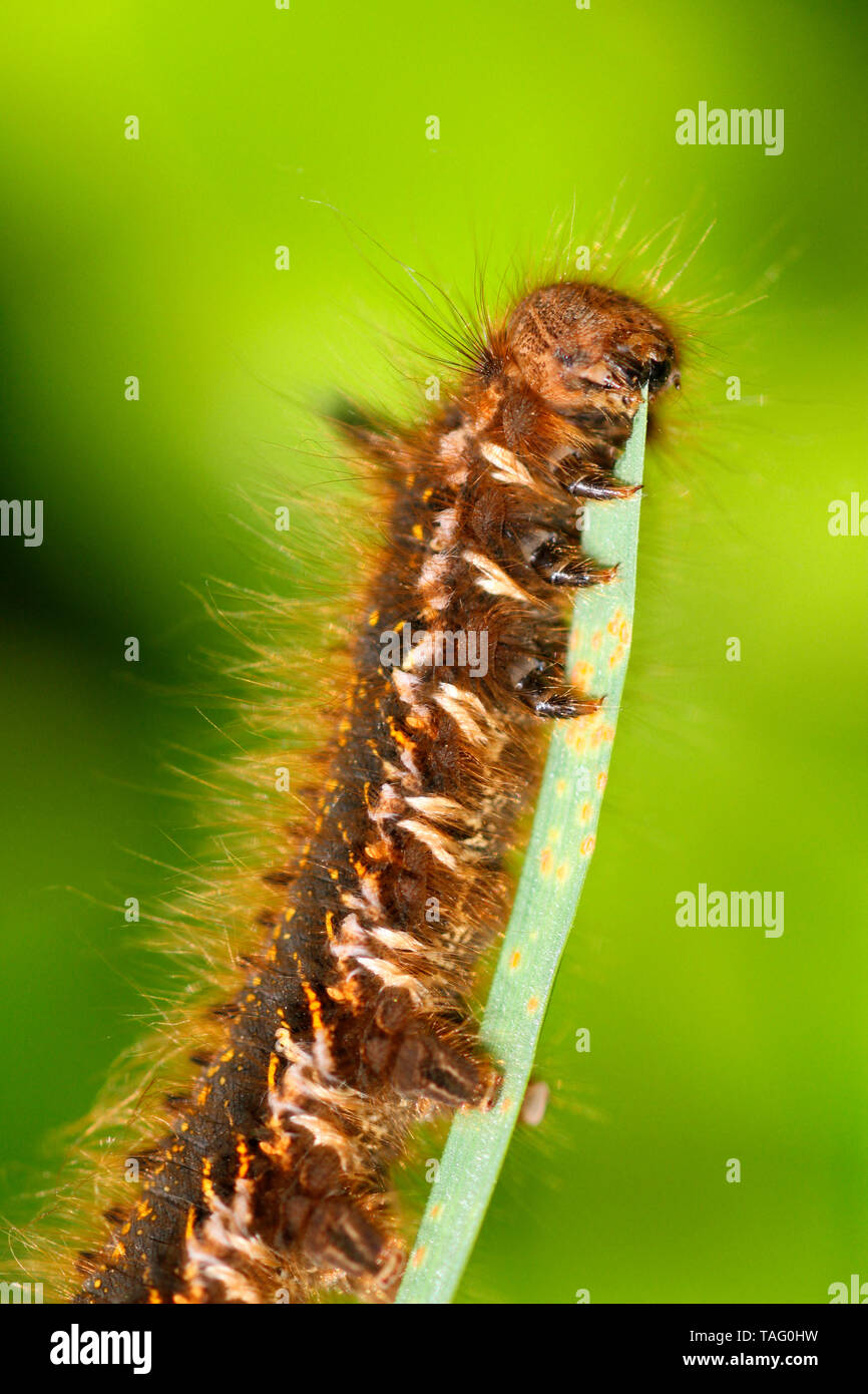 Drinker moth (Euthrix potatoria) caterpillar, Brittany, France Stock Photo