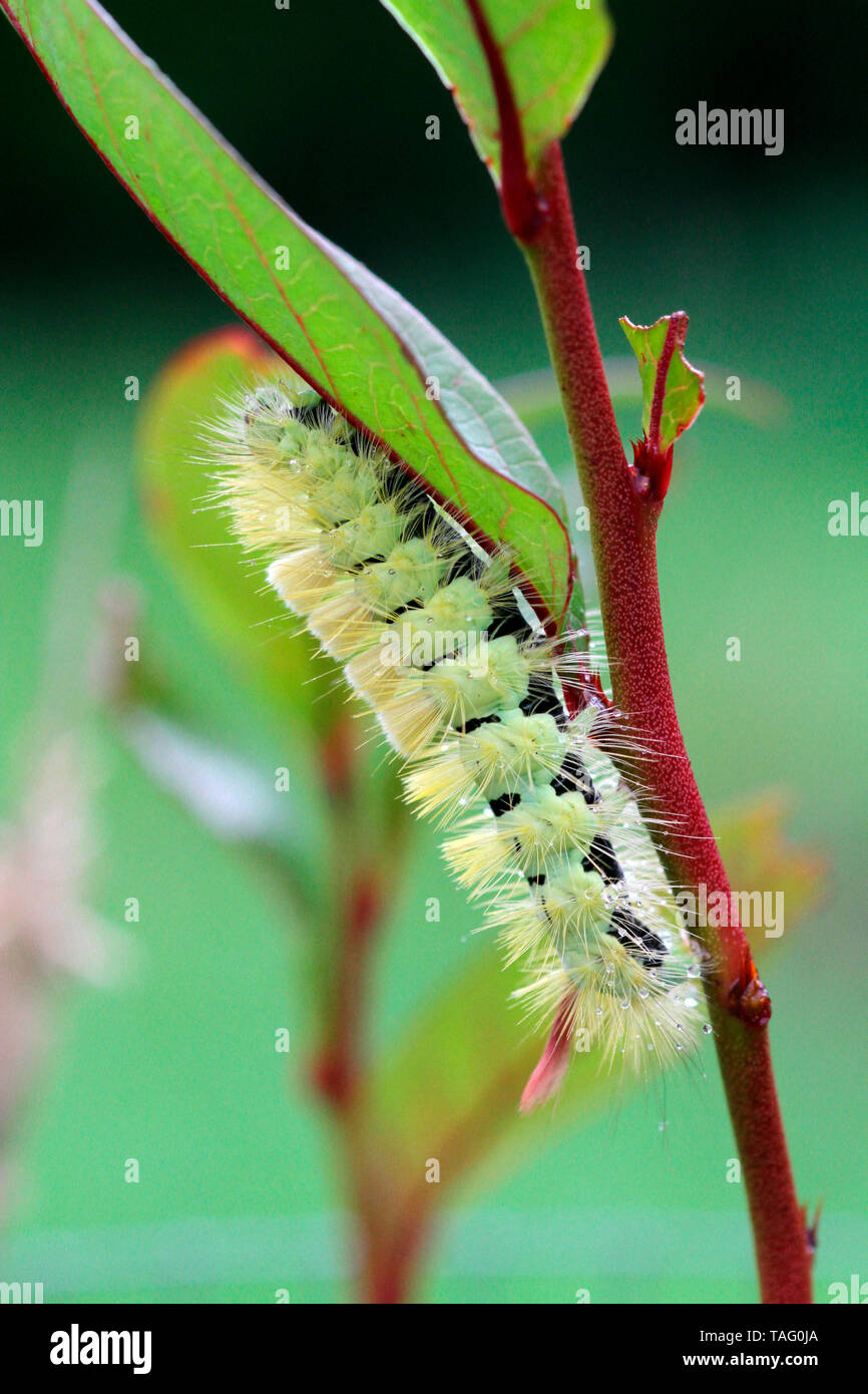 Pale Tussock (Calliteara pudibunda) caterpillar on its feeder plant, Brittany, France Stock Photo