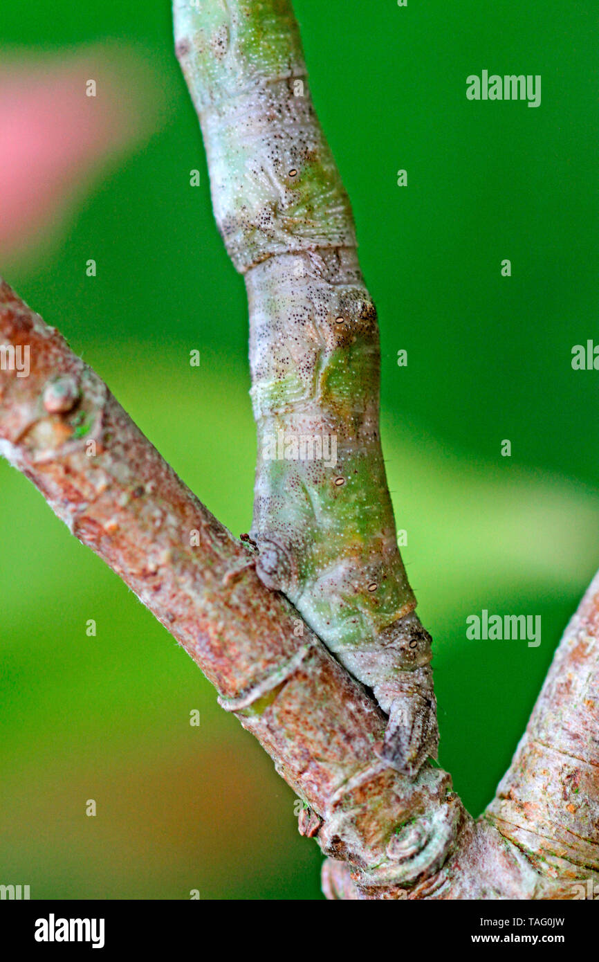 Geometer (Geometridae sp) looper caterpillar on stems of Photinia 'Red Robin', Brittany, France