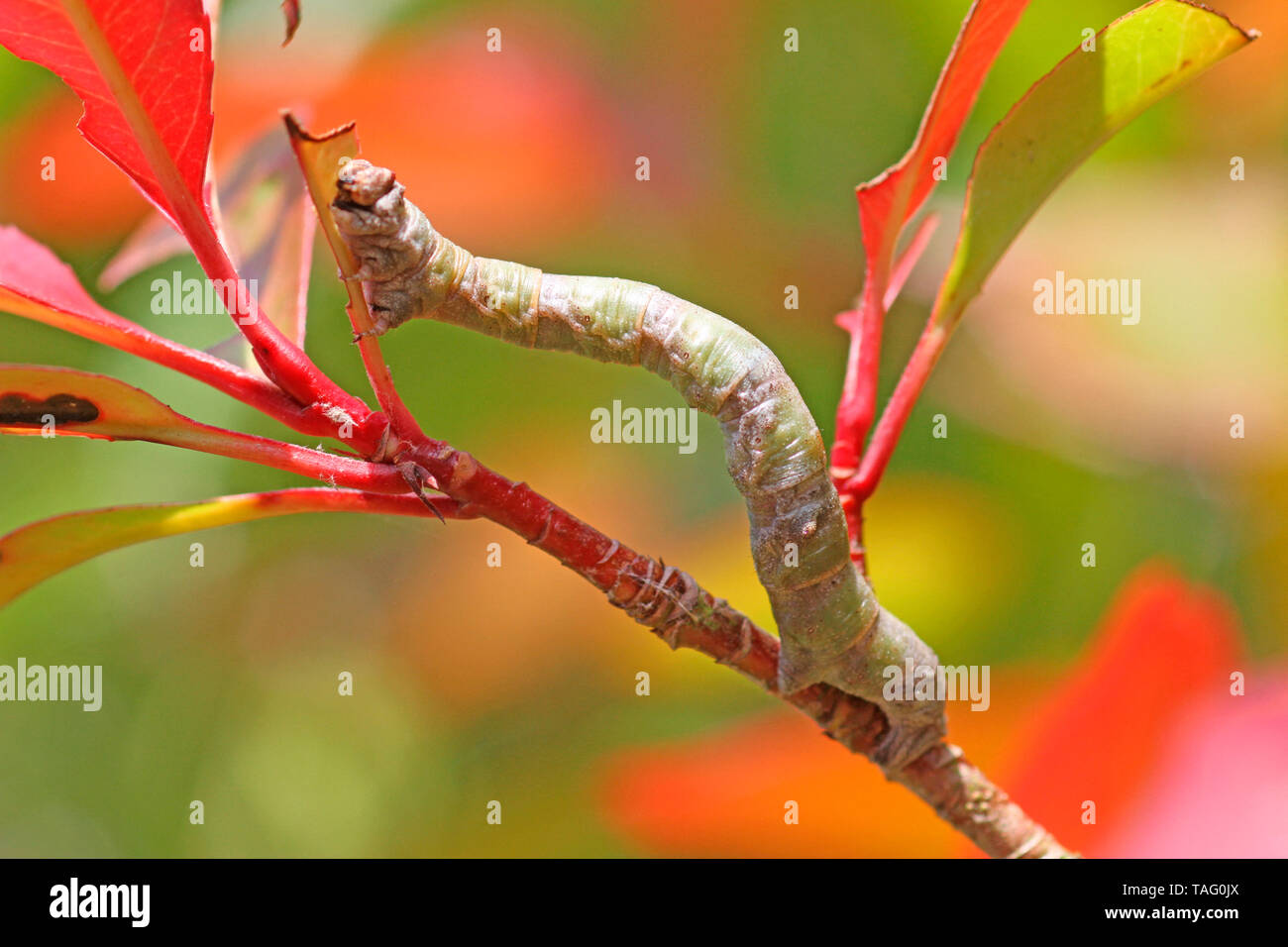 Geometer (Geometridae sp) looper caterpillar eating leaves of Photinia 'Red Robin', Brittany, France Stock Photo