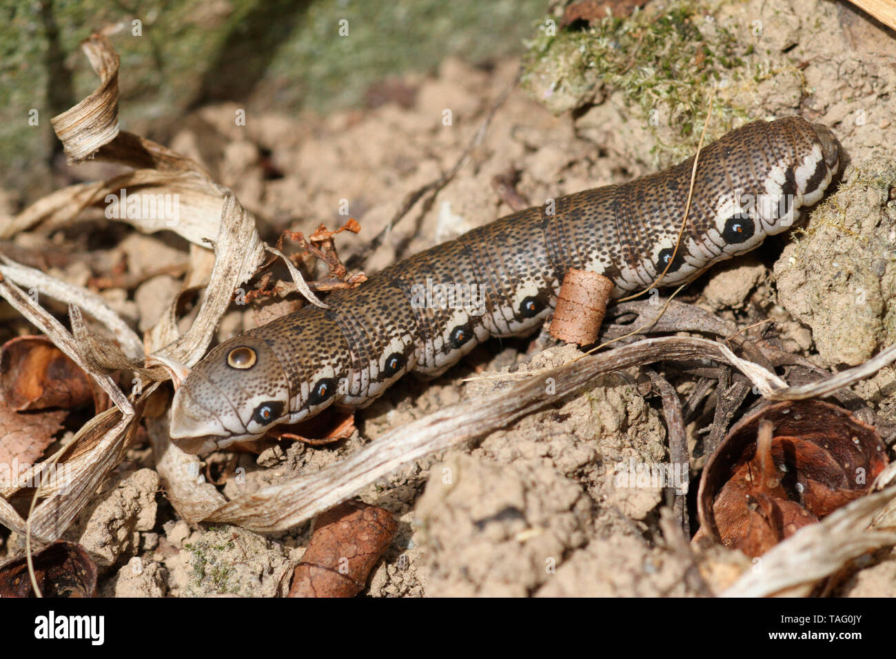 Willowherb Hawkmoth (Proserpinus proserpina) caterpillar, Brittany