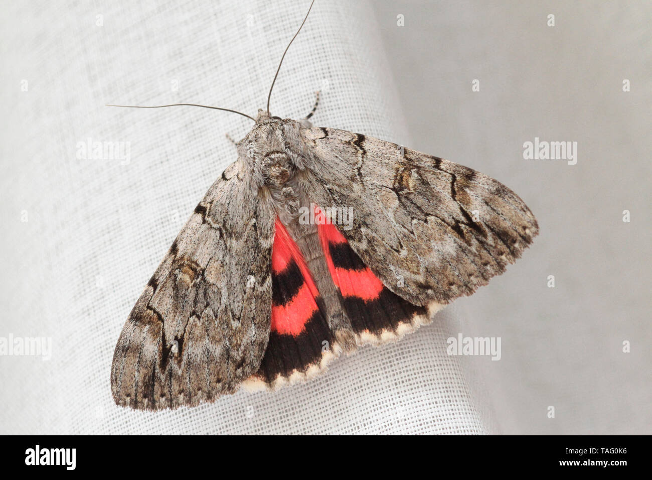 Underwing moth (Catocala sp) posed on a white cloth, Brittany, France Stock Photo