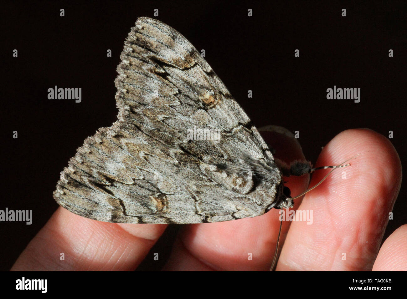 Underwing moth (Catocala sp) posed on a hand, Brittany, France Stock Photo