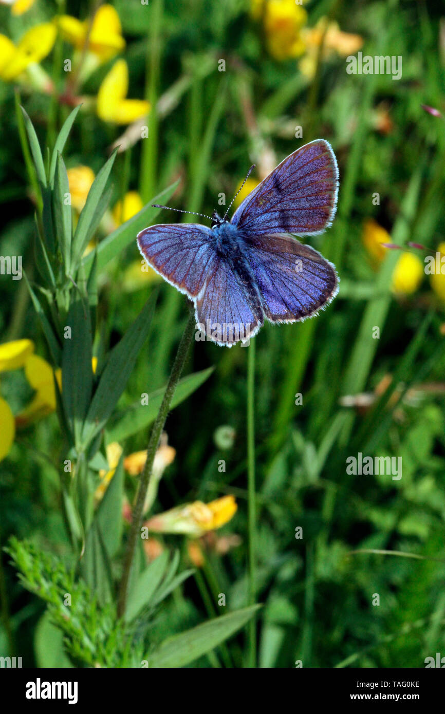 Common Blue (Polyommatus icarus) in a meadow, Jura, France Stock Photo