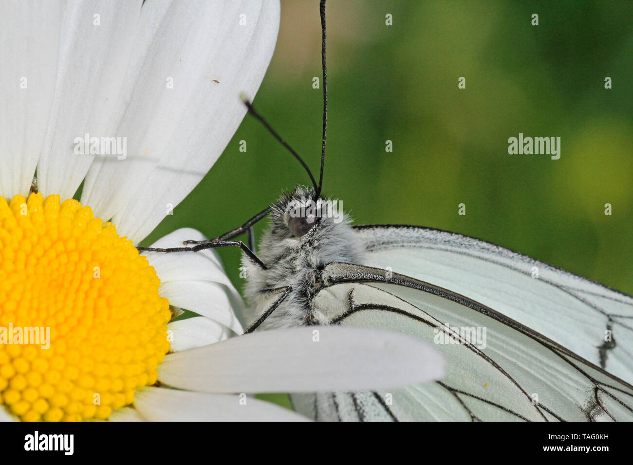 Portrait of Black-veined White (Aporia crataegi) on a daisy flower, Jura, France Stock Photo