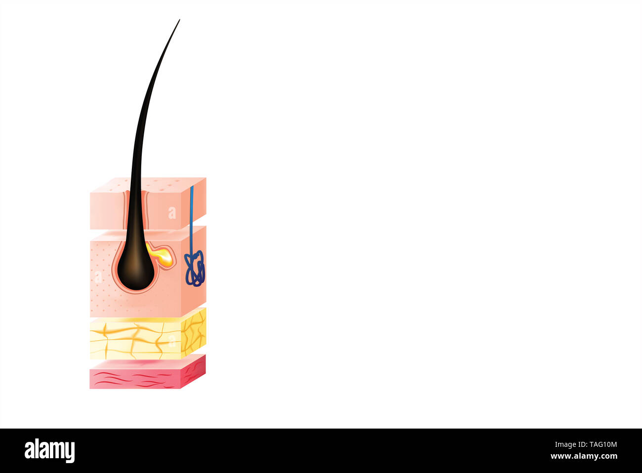 Subcutaneous tissue diagram hi-res stock photography and images - Alamy