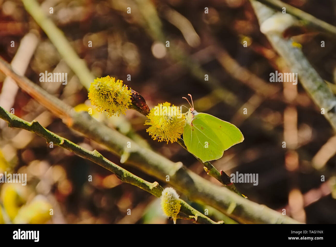 Yellow common brimstone butterfly sitting on a willow catkin, selective focus - Gonepteryx rhamni Stock Photo
