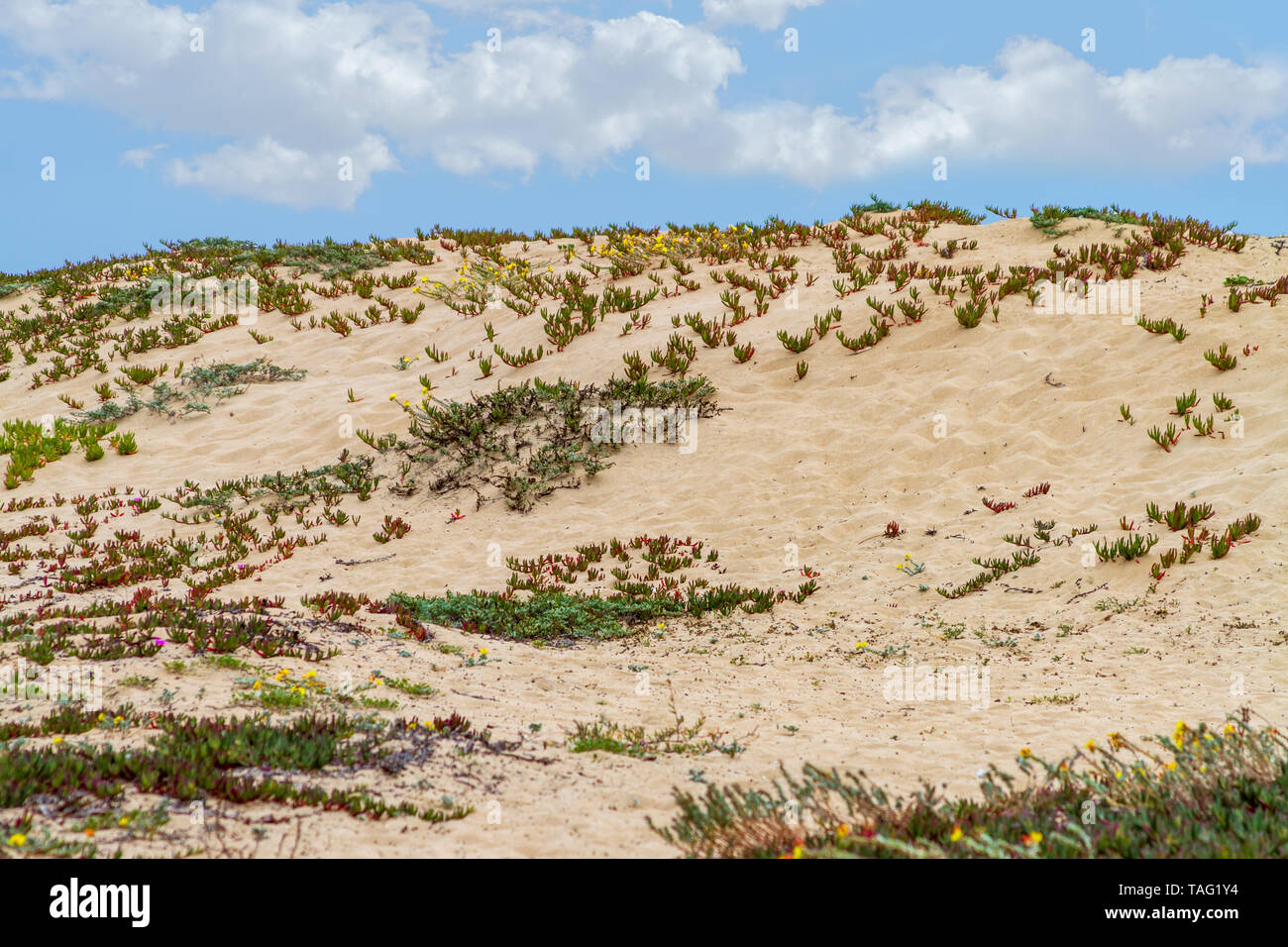 Beach sand dunes with ground cover plants Stock Photo Alamy