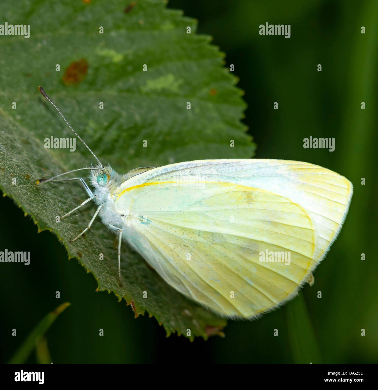 Butterfly compound eyes hires stock photography and images Alamy