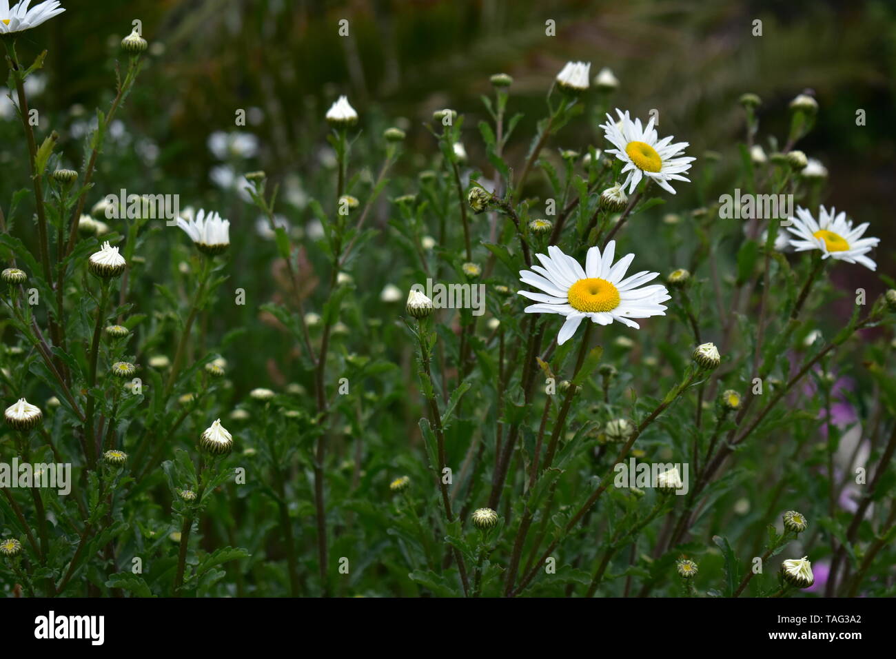 Shasta Daisy Flowers at Ventnor Esplanade, and Winter Gardens, Isle of Wight, UK. Stock Photo
