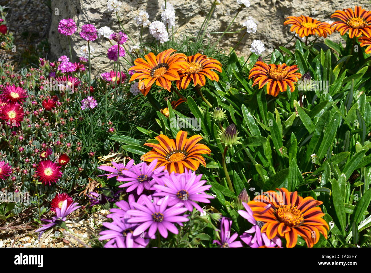 Flowers at Ventnor Esplanade, and Winter Gardens, Isle of Wight, UK. Stock Photo