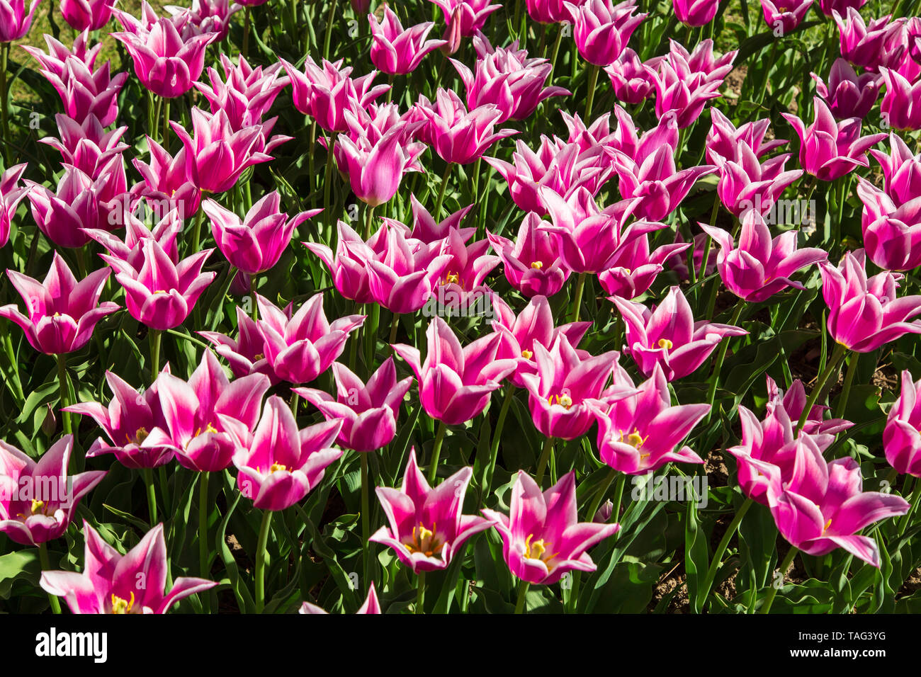 Ping blooming flower hi-res stock photography and images - Alamy