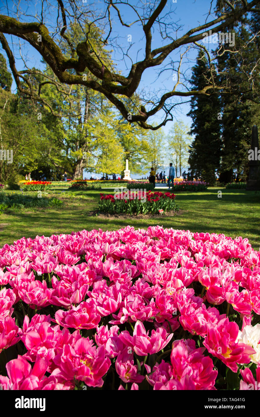 Tulip festival in city park in Switzerland Stock Photo Alamy