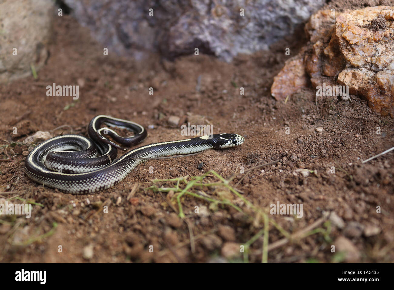 California Kingsnake (Lampropeltis californiae) Stock Photo