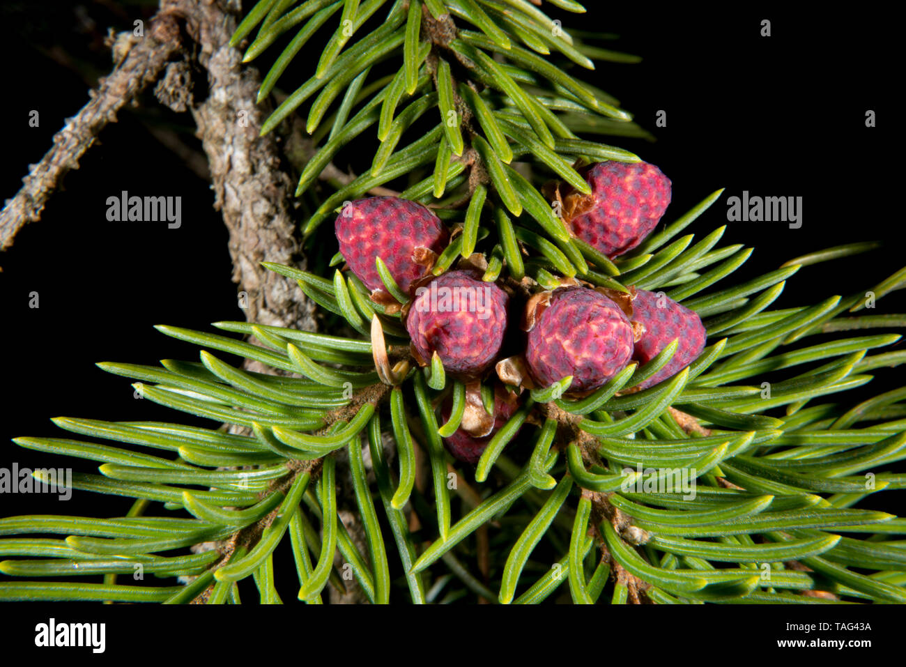 Bright red and orange colours of the male flowers on a European spruce Stock Photo