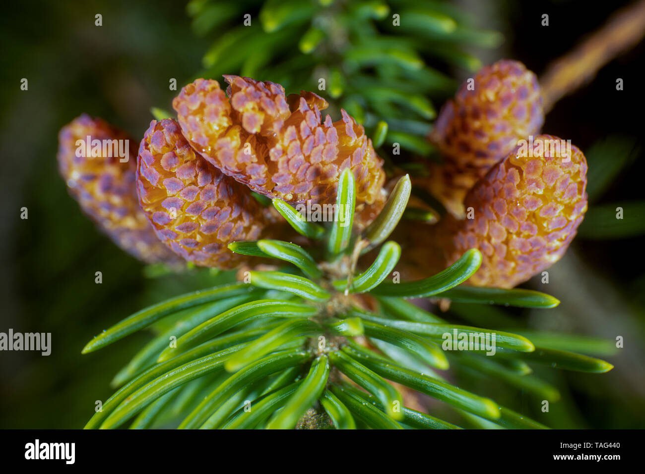 Bright yellow  and orange colours of the young  male flowers  on a European spruce Stock Photo