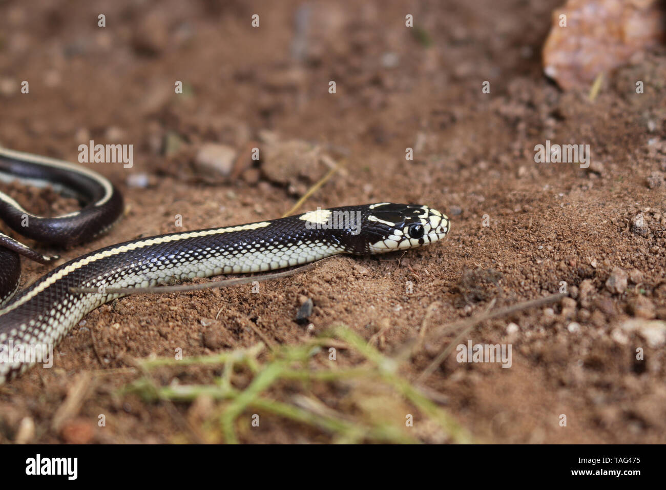 California Kingsnake (Lampropeltis californiae) Stock Photo