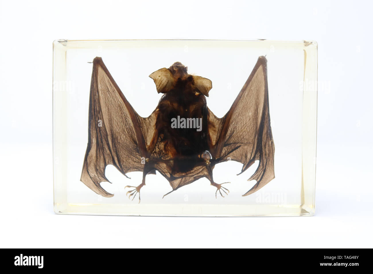 Preserved Bat Specimen in Lucite Resin Stock Photo