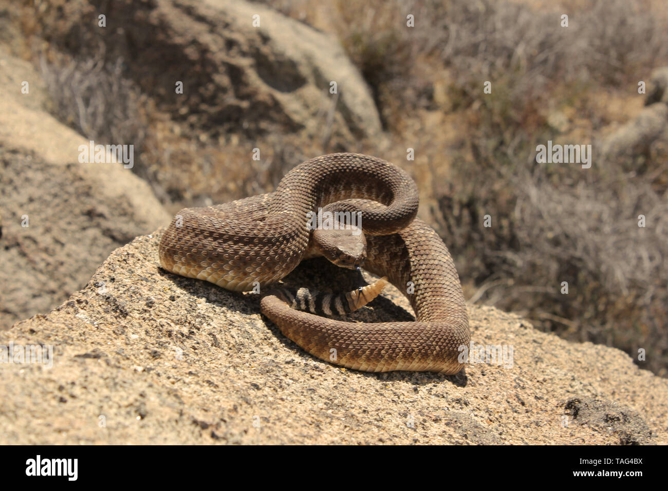 Red Diamond Rattlesnake (Crotalus ruber) Stock Photo