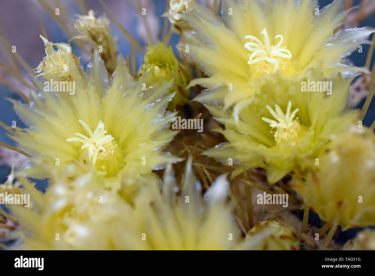 Blue Barrel Cactus from Central Mexico Stock Photo