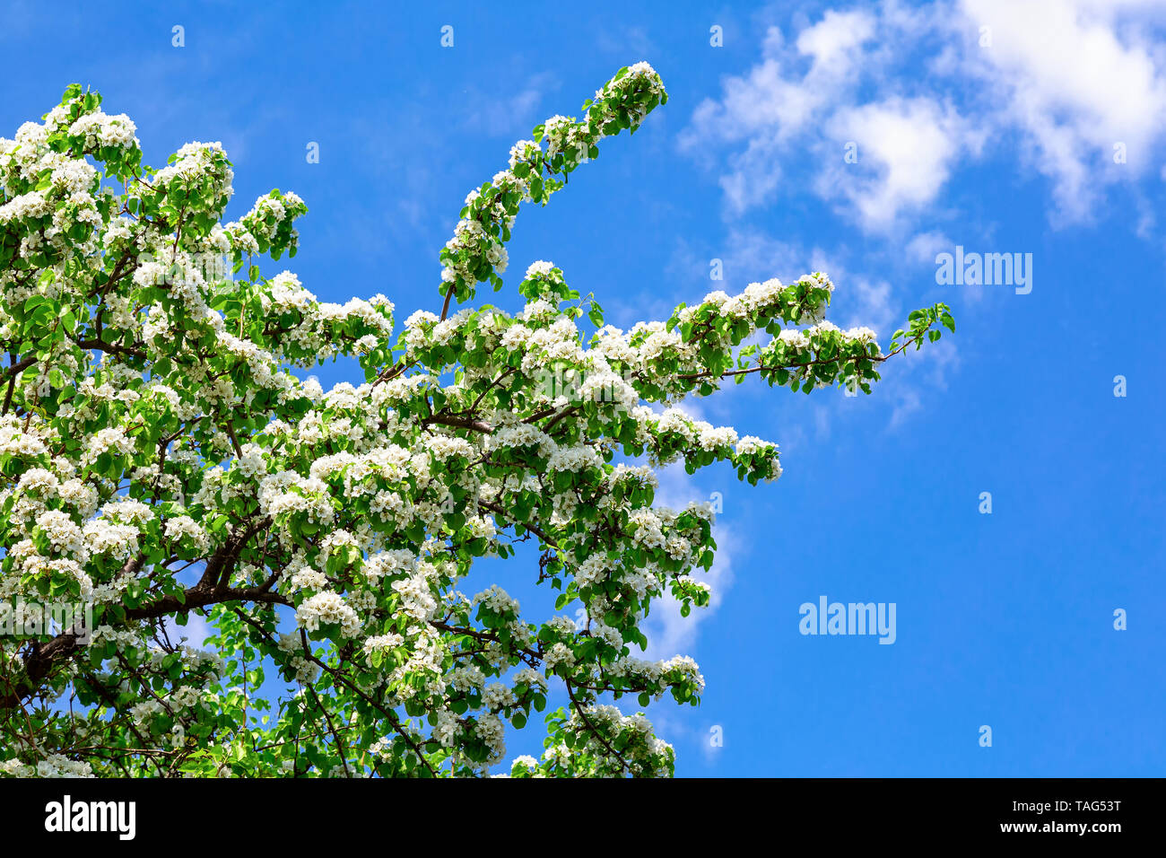 Branches of a blossoming apple tree against the blue sky in springtime Stock Photo