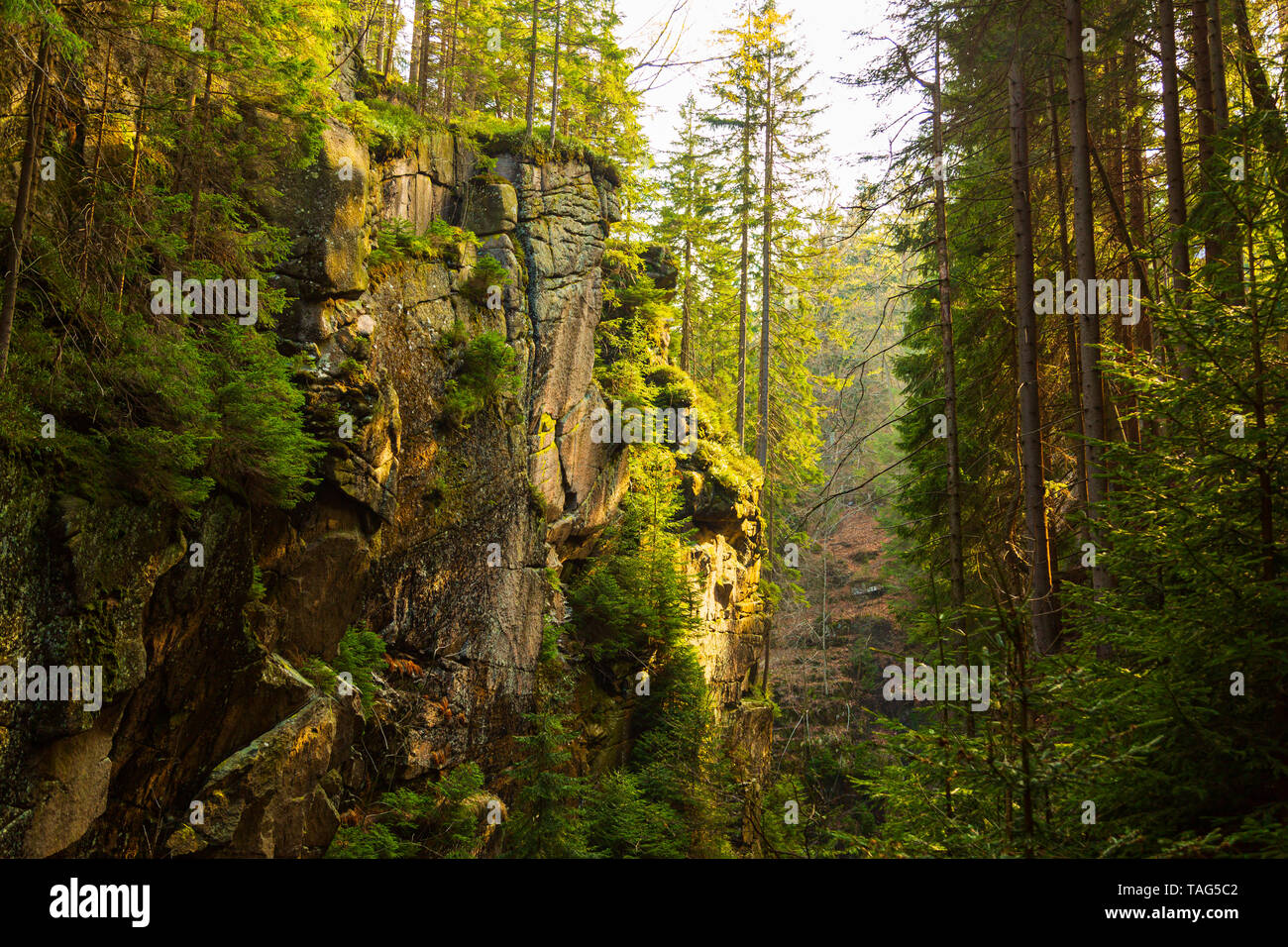 Kamienczyk mountain ravine in pine european forest Stock Photo
