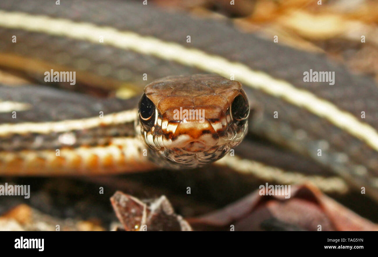 California Striped Racer Snake (Coluber lateralis lateralis) Stock Photo