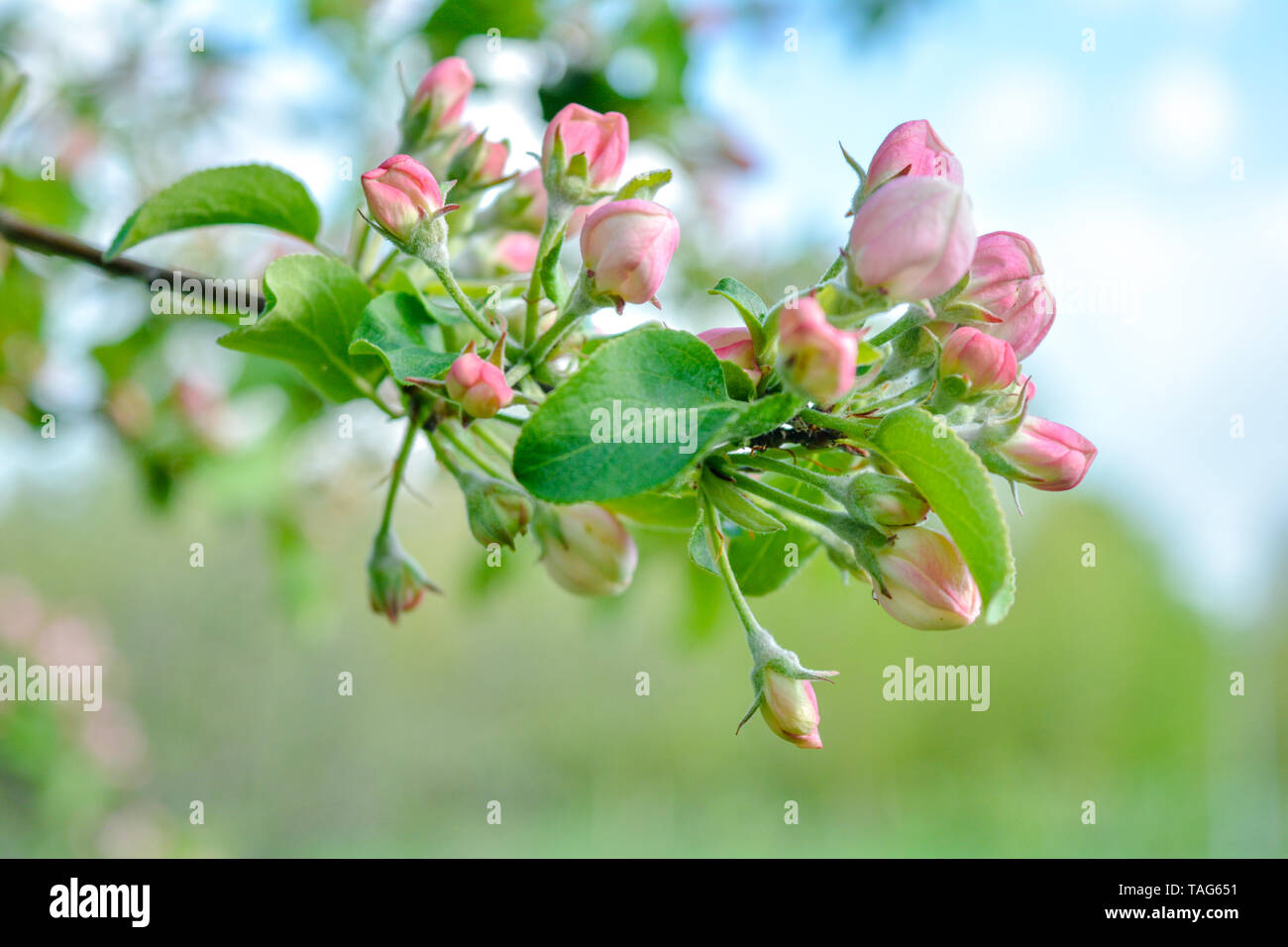 Apple tree branch with pink flowers and buds. Spring apple tree in ...
