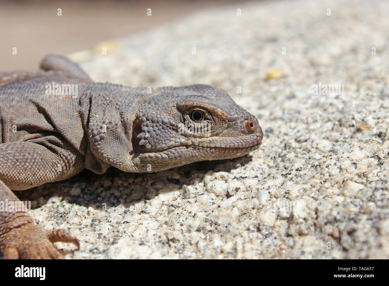 Common Chuckwalla Lizard (Sauromalus ater) Stock Photo