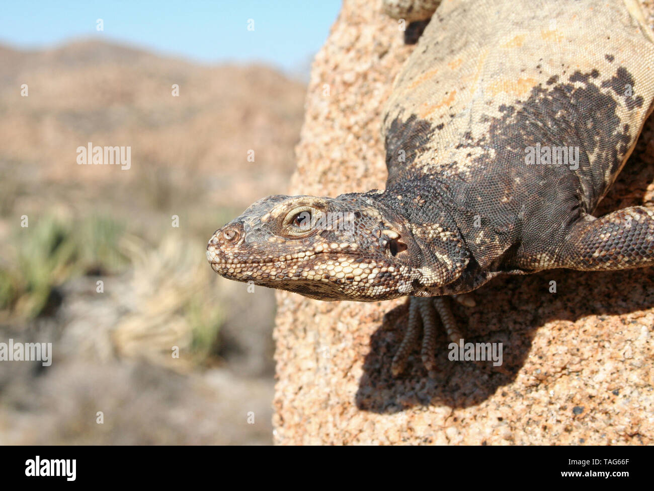 Common Chuckwalla Lizard (Sauromalus ater) Stock Photo